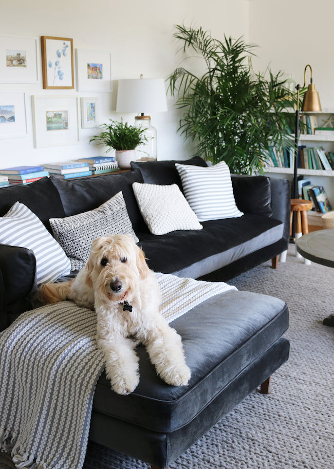 Will a Sofa Cover Actually Stop Dog Hair From Sticking — or Just Hide It?