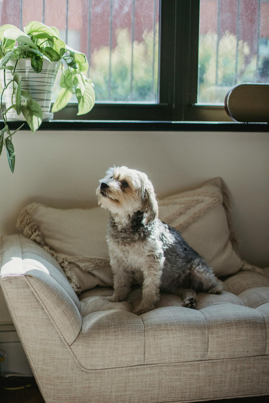 Top 10 Waterproof Couch Covers for Dogs: Keep Your Furniture Safe and Dry