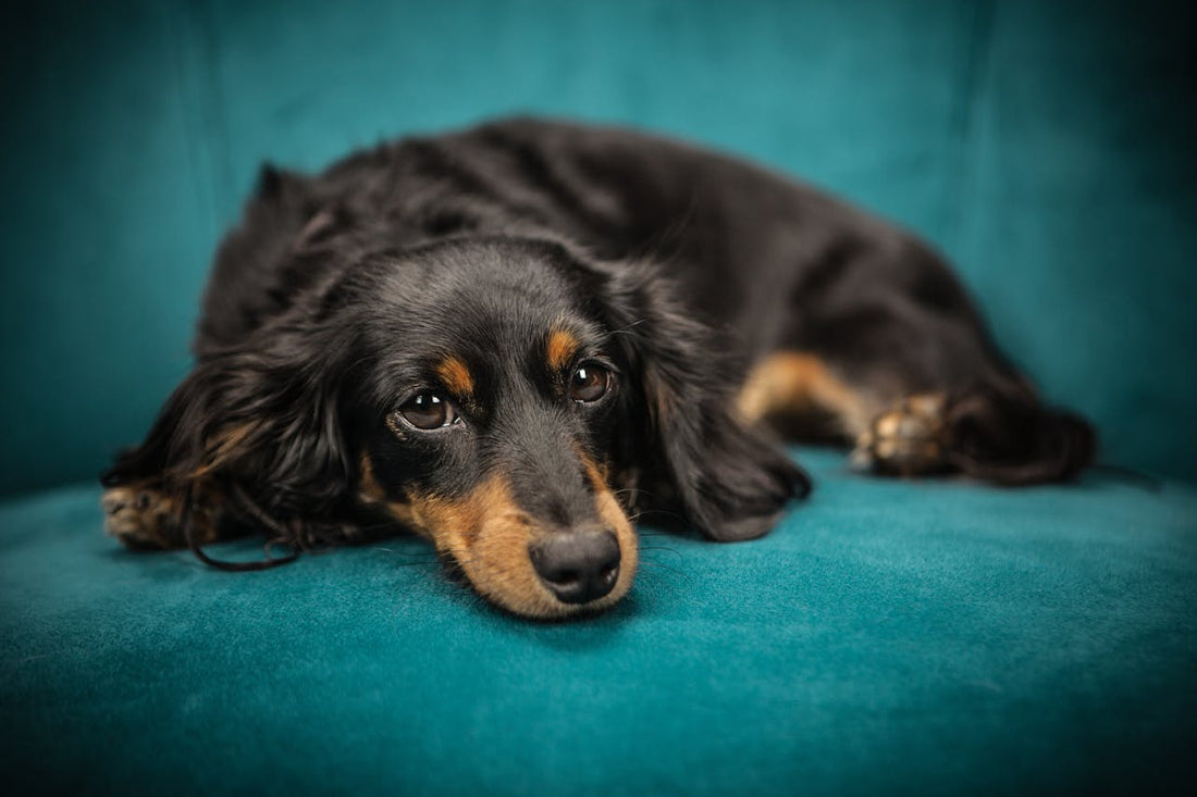 How to Remove Pet Urine Smell from Your Couch (and Keep It from Coming Back)