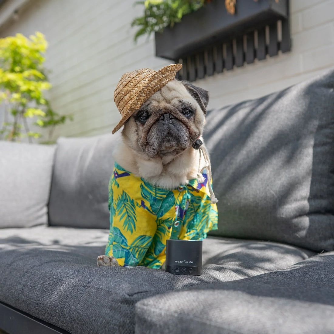 Will My Dog Overheat Lying on a Sofa Cover in Summer?