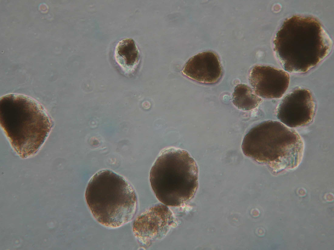 Can a Sofa Cover Reduce Allergy Triggers Like Dust Mites?